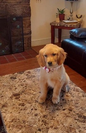 A small golden retriever puppy wearing a pink bow collar seated on a granite coffee table.